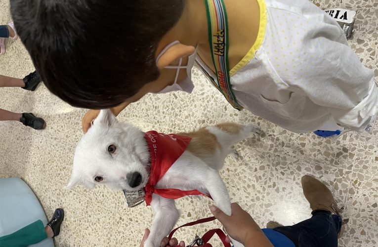 Andalucía.- El Hospital de Cádiz impulsa la visita de perros a pacientes ingresados para hacer “más amable” su estancia